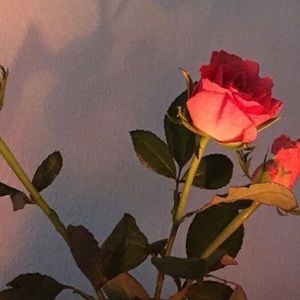 Meet your Posher, Katlyn